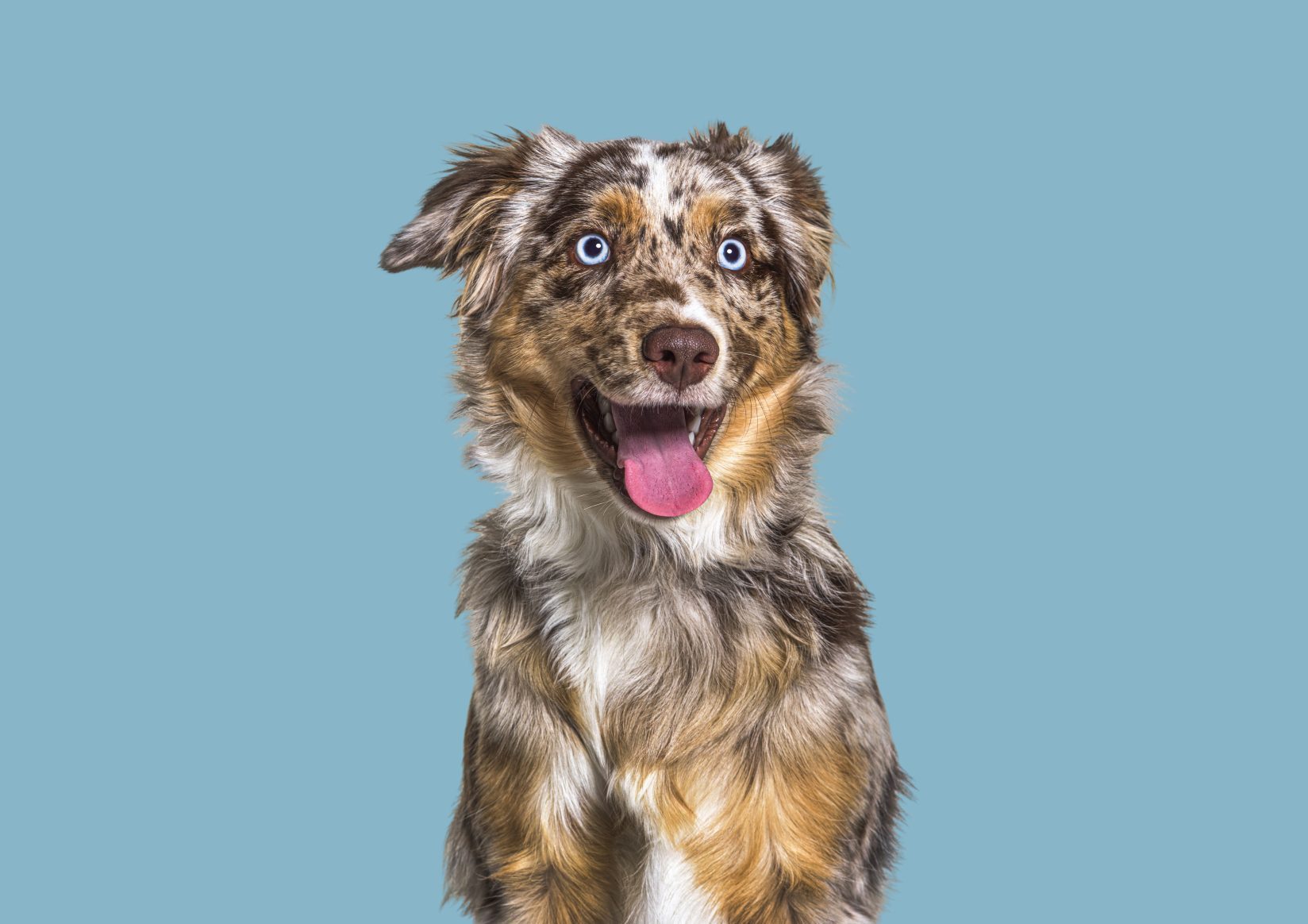 A dog smiling
