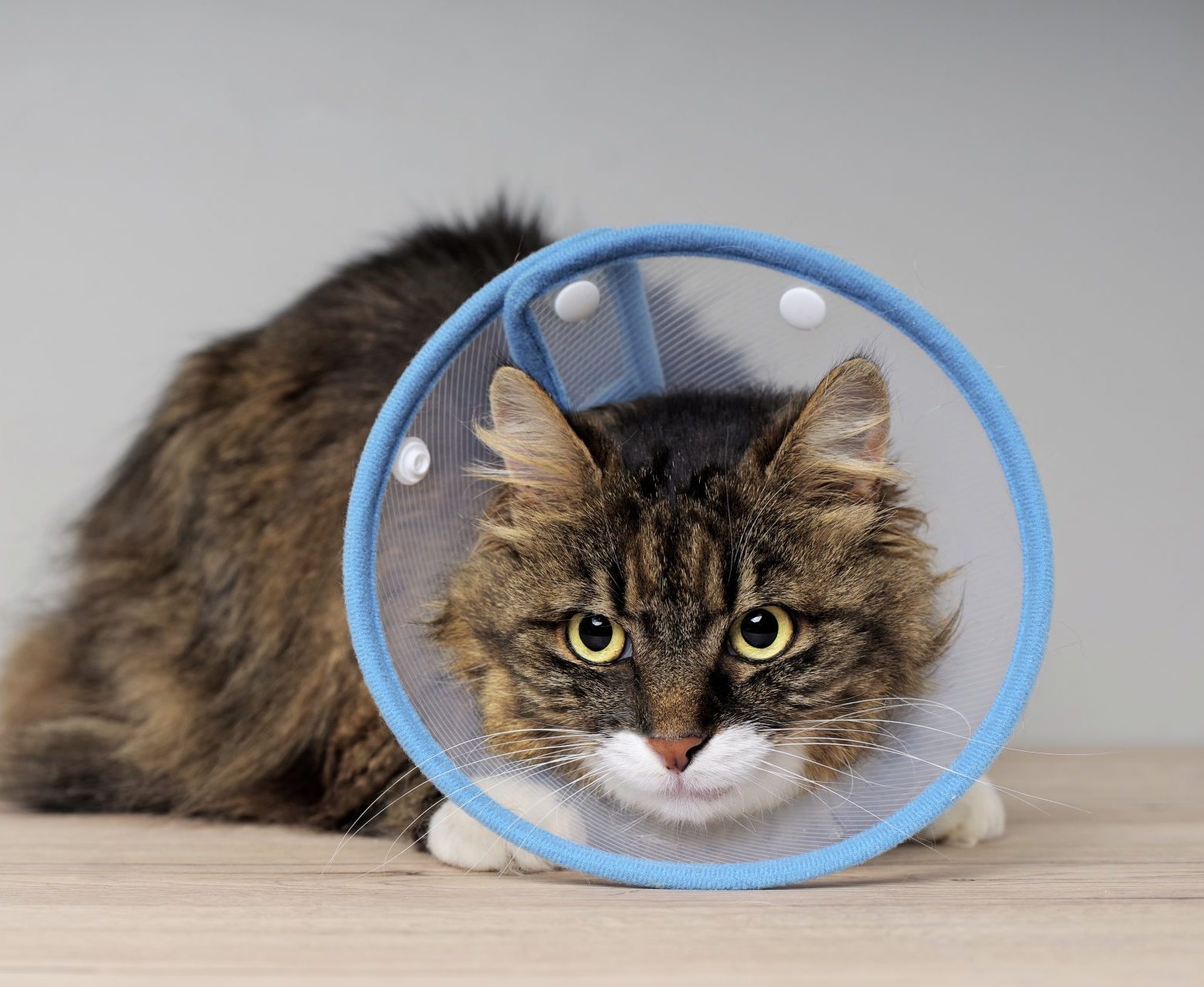A cat with a cone on their head